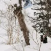 Burton Family Tree Hometown Hero Camber Snowboard Burton Family Tree Hometown Hero Camber Snowboard