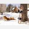 Burton Fish 3D Directional Flat Top Snowboard Burton Fish 3D Directional Flat Top Snowboard